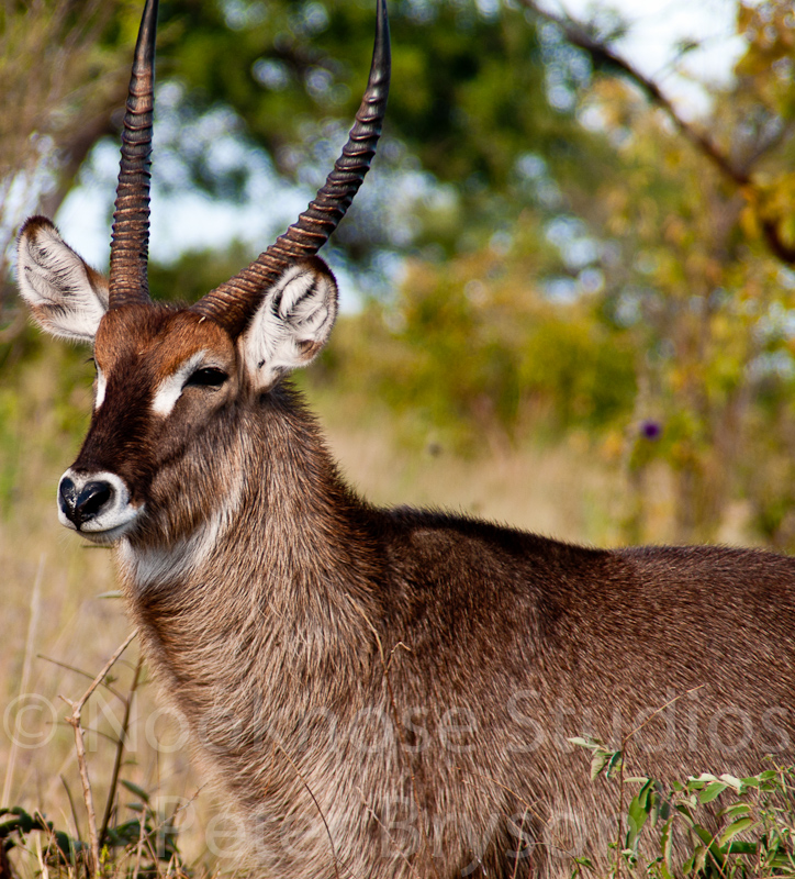 African Antelope  02